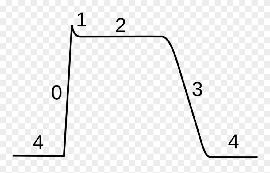 Cardiac Action Potential Clipart