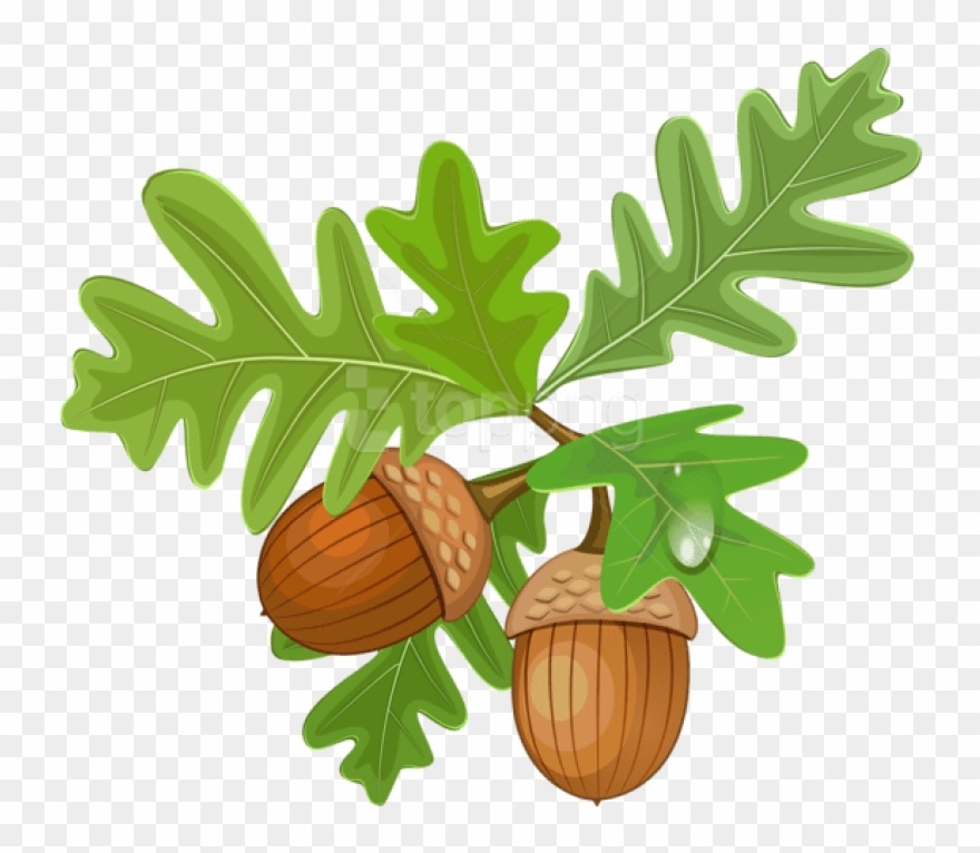 Free Png Download Transparent Leaves With Acorns Clipart - Acorns Transparent Clipart