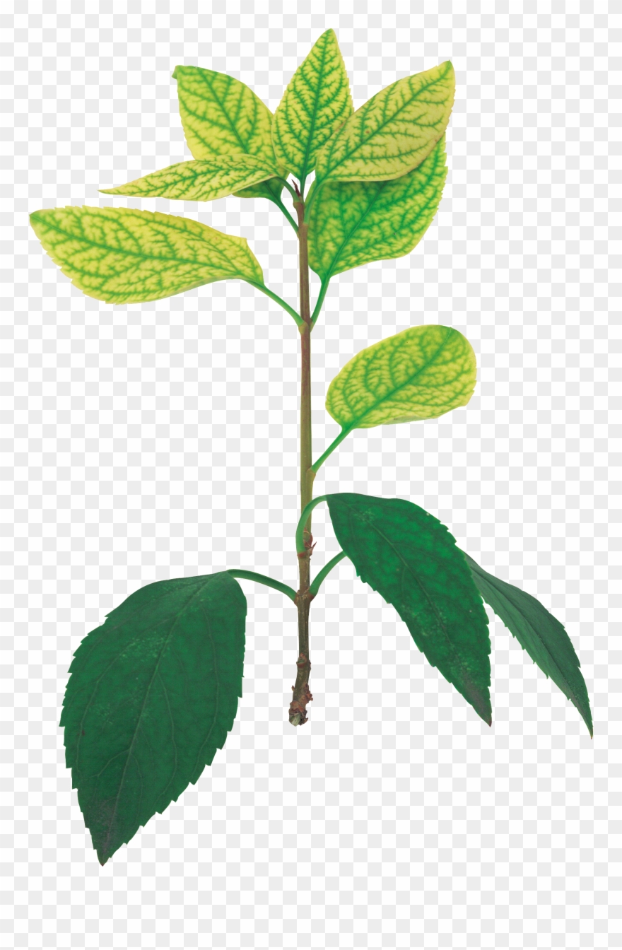 Картинка В Png - Tree Clipart