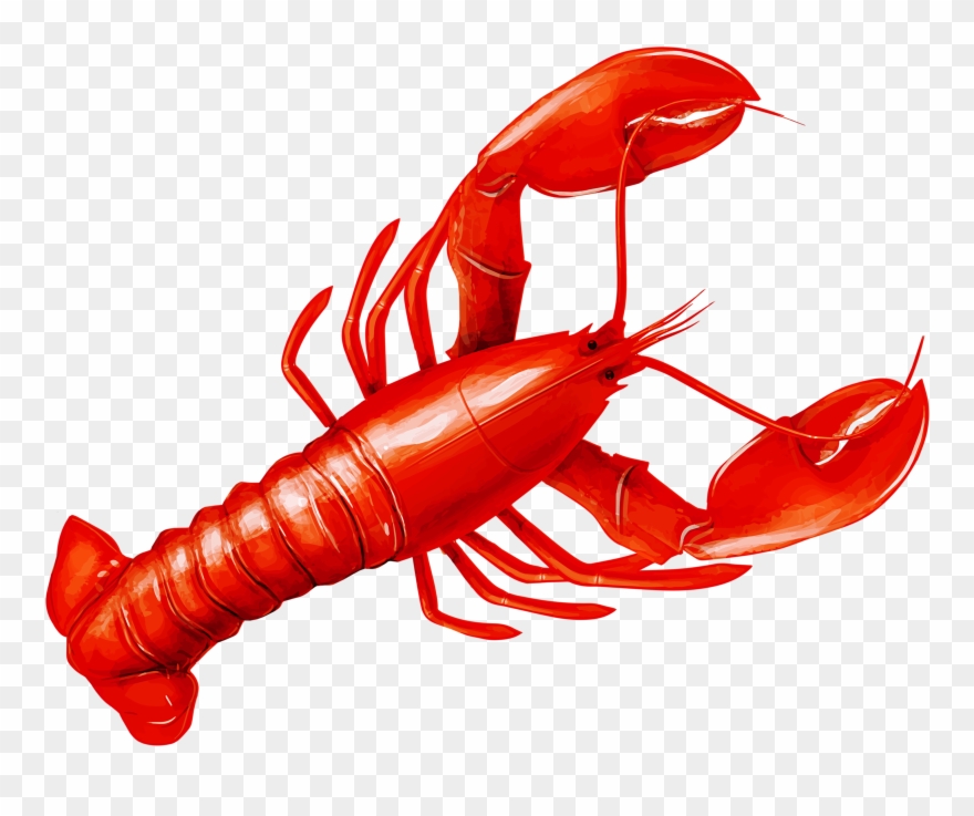 Фотки Clip Art - Desenho Camarao Vermelho - Png Download