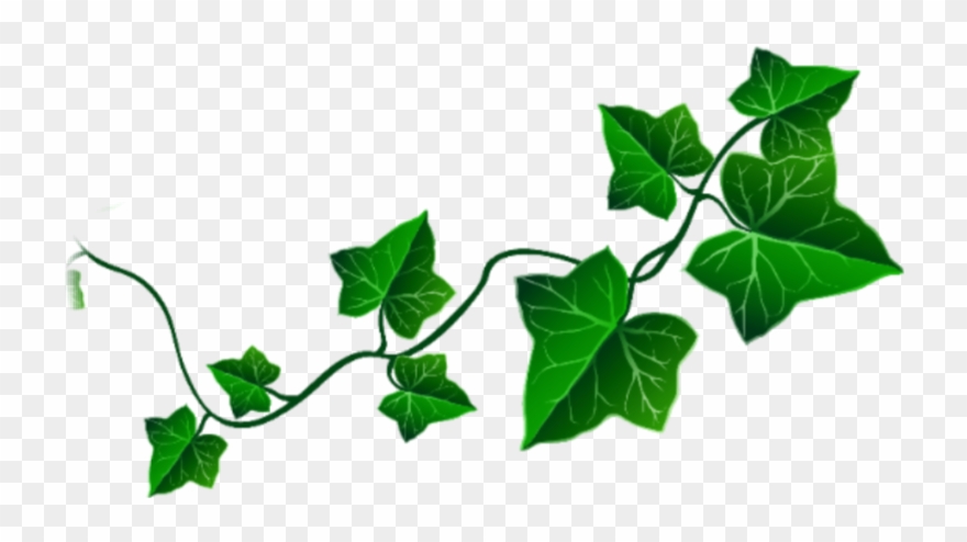 Clip Art Vine Leaves - Png Download