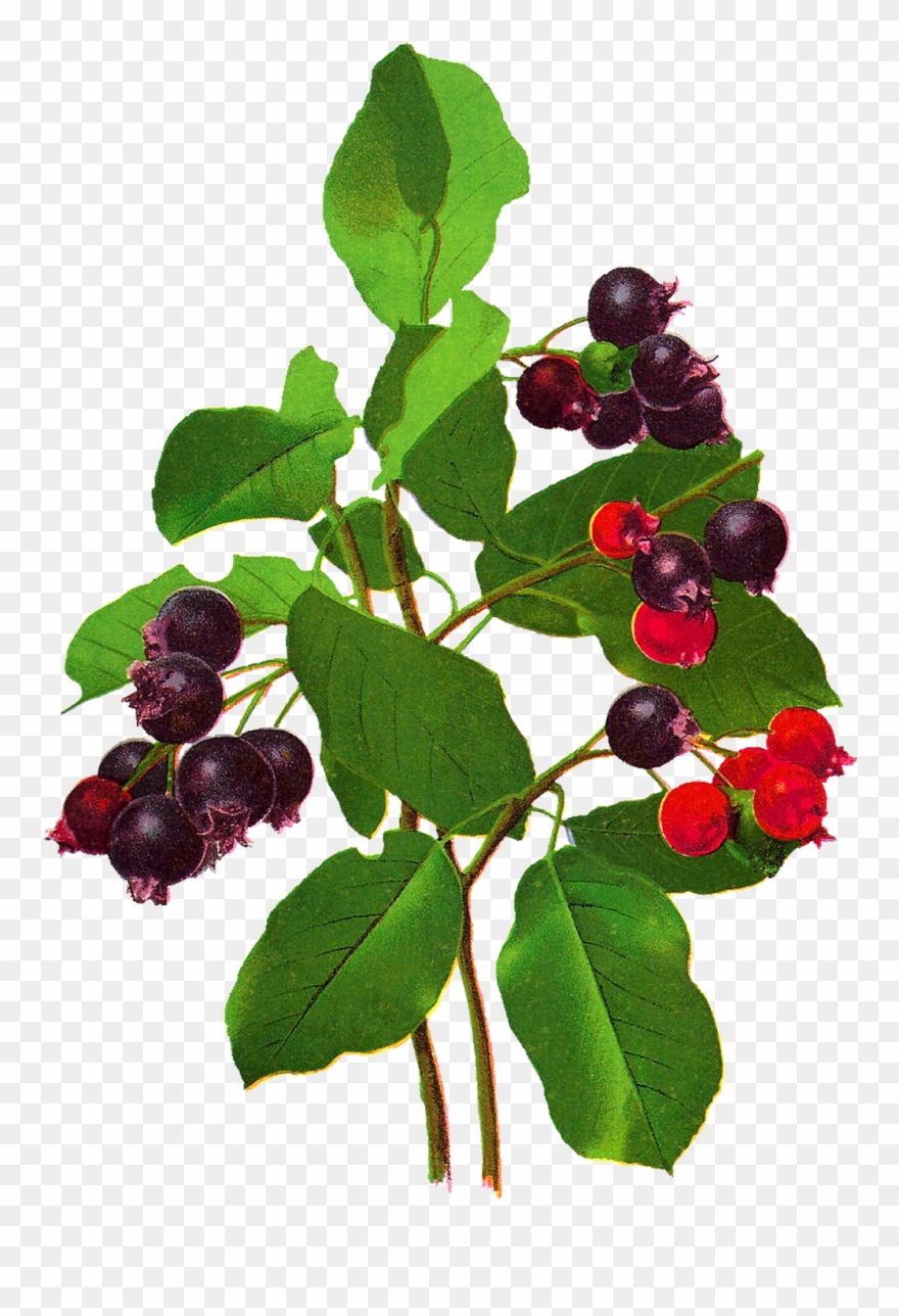 Fruit Berry Image Digital Download Botanical Art - Frutti Di Bosco Clipart
