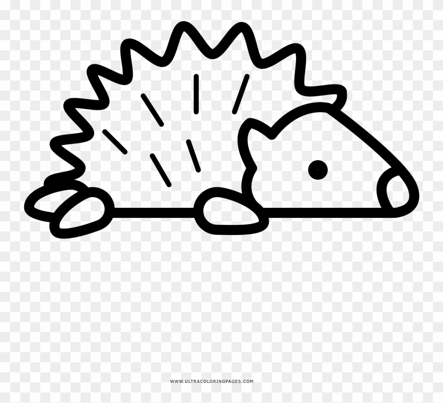 Porcupine Coloring Page Clipart
