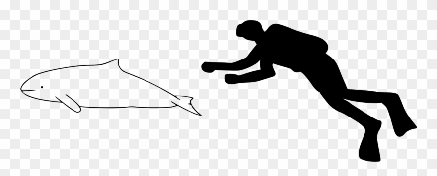 Atlantic Spotted Dolphin Size Clipart