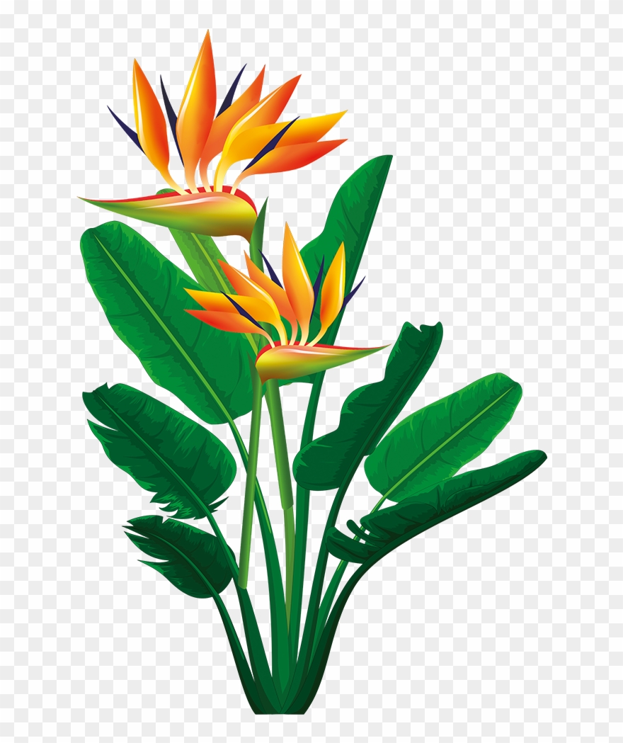 Free Free Vector Bird Of Paradise Svg