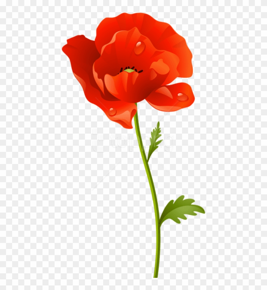 Free Png Download Red Poppy Flower Png Images Background Clipart