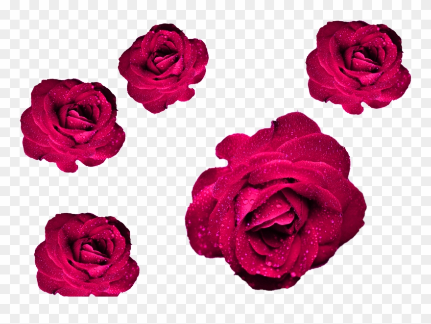 Maroon Roses Png File Roses Cool Png For Your Projects - Happy Anniversary Blue Roses Clipart