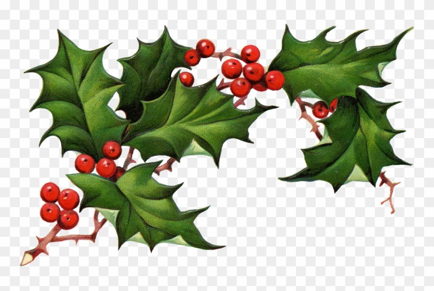 Christmas Holly Png Christmas Clipart Holly The Best - Christmas Elements Png Transparent Png