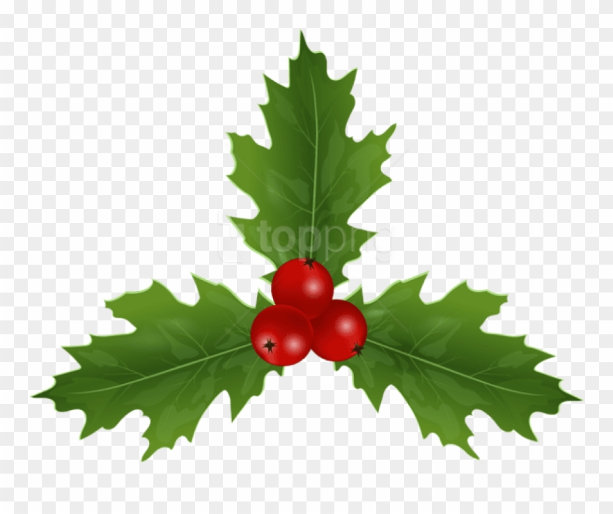 Christmas Holly Mistletoe Png - American Holly Clipart