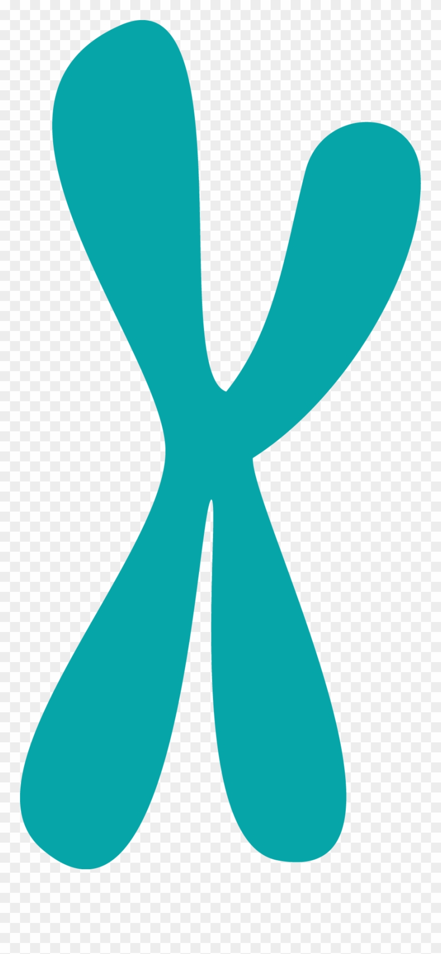 Presse Genetikum - Chromosom Png Clipart