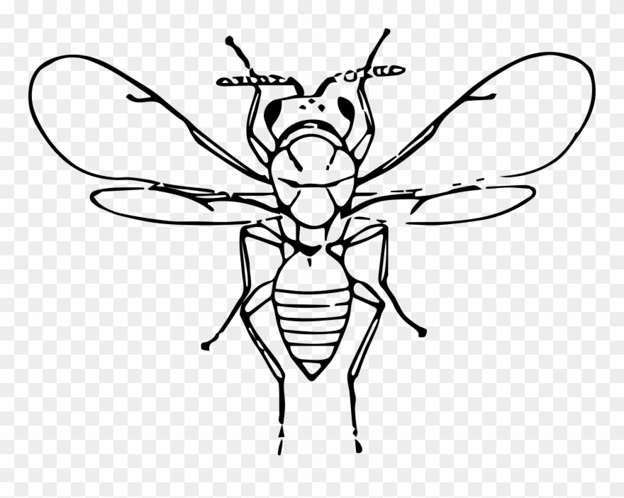 Flu Bug Clip Art - Honeybee - Png Download