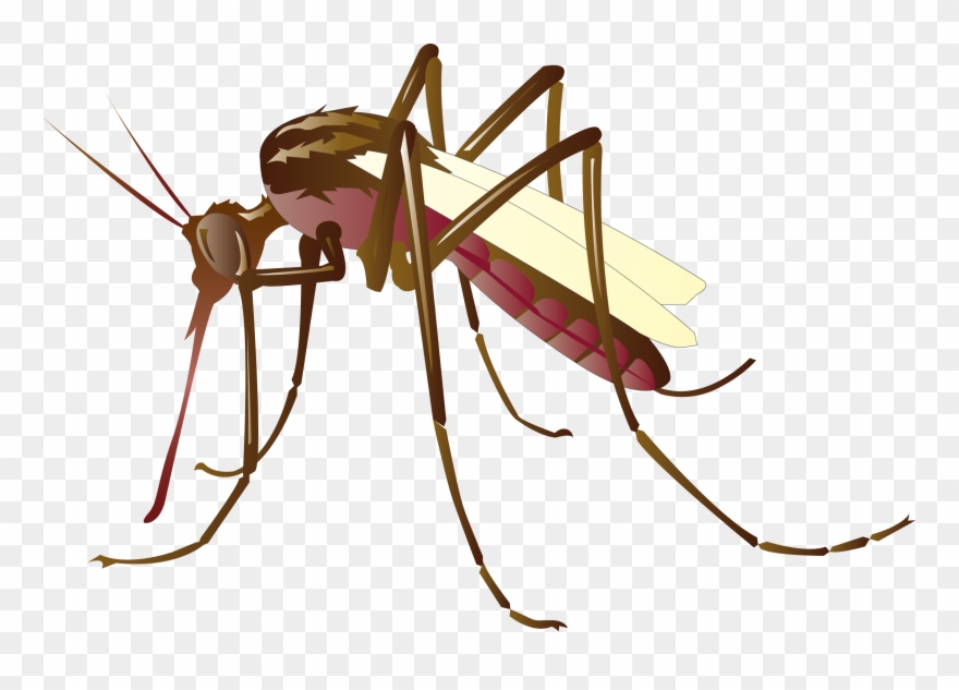 Mosquito Control Clip Art - Mosquito Clip Art Png Transparent Png