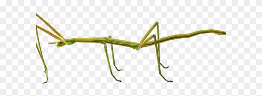Bugs Clipart Walking Stick - Stick Insect Transparent Background - Png Download
