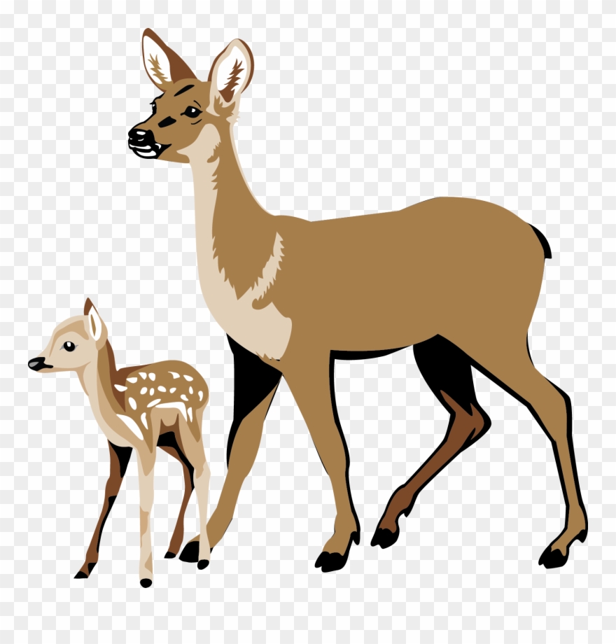 Whitetail Deer Clipart - Deer And Fawn Clipart - Png Download