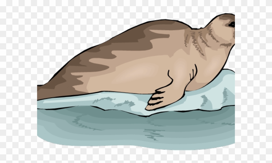 Original - Тюлень Клипарт Clipart