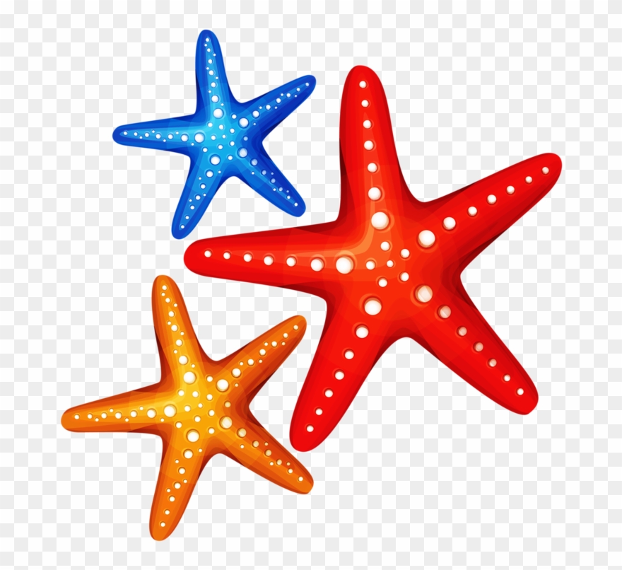 ○•‿✿⁀ocean Safari‿✿⁀•○ - Colorful Starfish Transparent Background Clipart