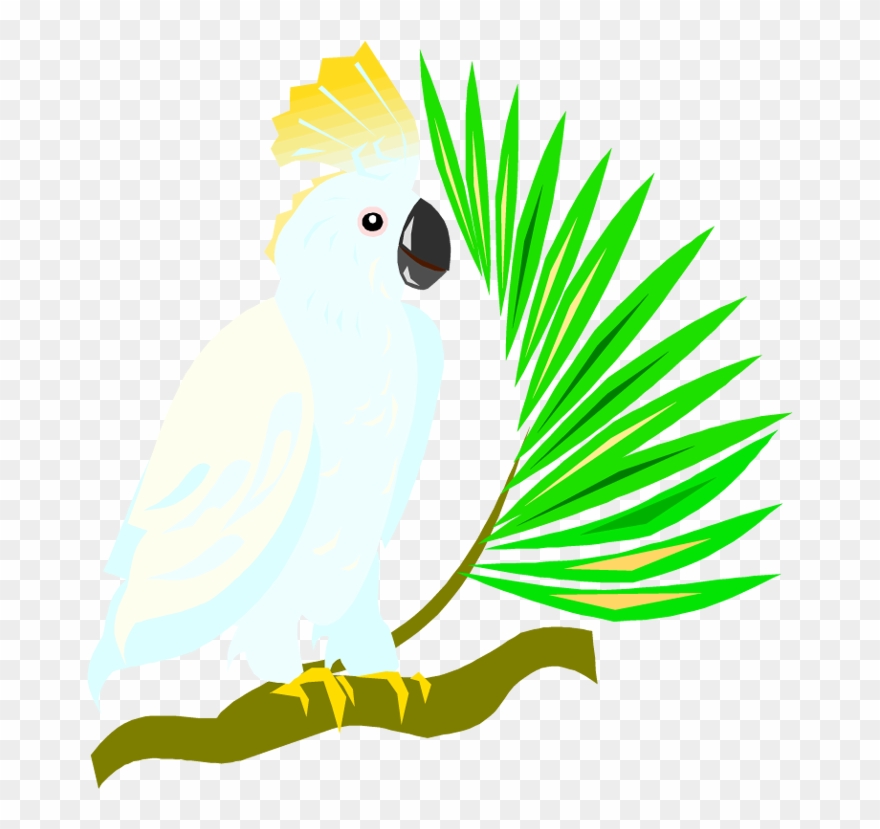 Free Parrot And Macaw Clipart - Cockatoo Cartoon Png Transparent Png
