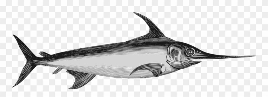 Atlantic Blue Marlin Actinopterygii Swordfish Atlantic - Difference Espadon Marlin Clipart