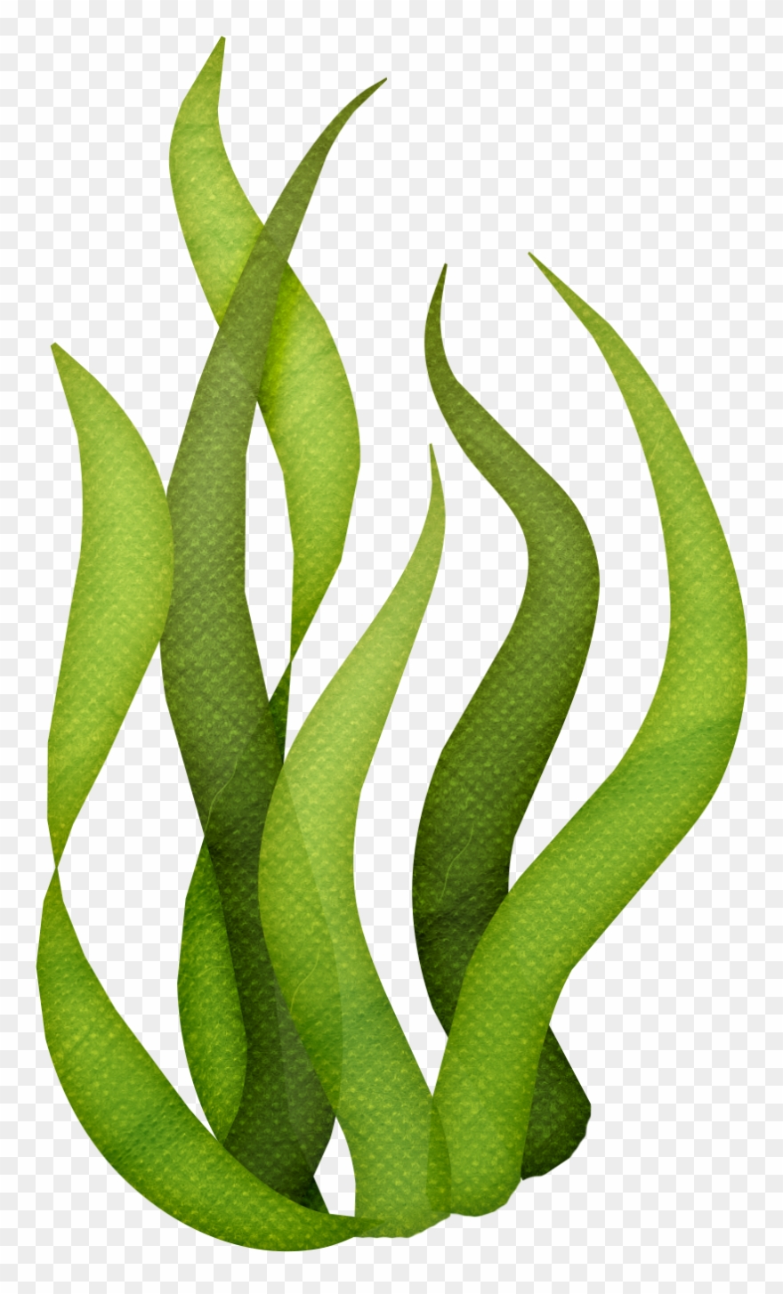 Image Result For Seaweed Clipart Silhouette Ocean Drawing, - Transparent Background Seaweed Clipart - Png Download
