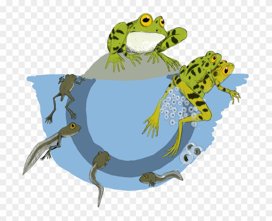 Clipart - Supraventricular Tachycardia - Png Download