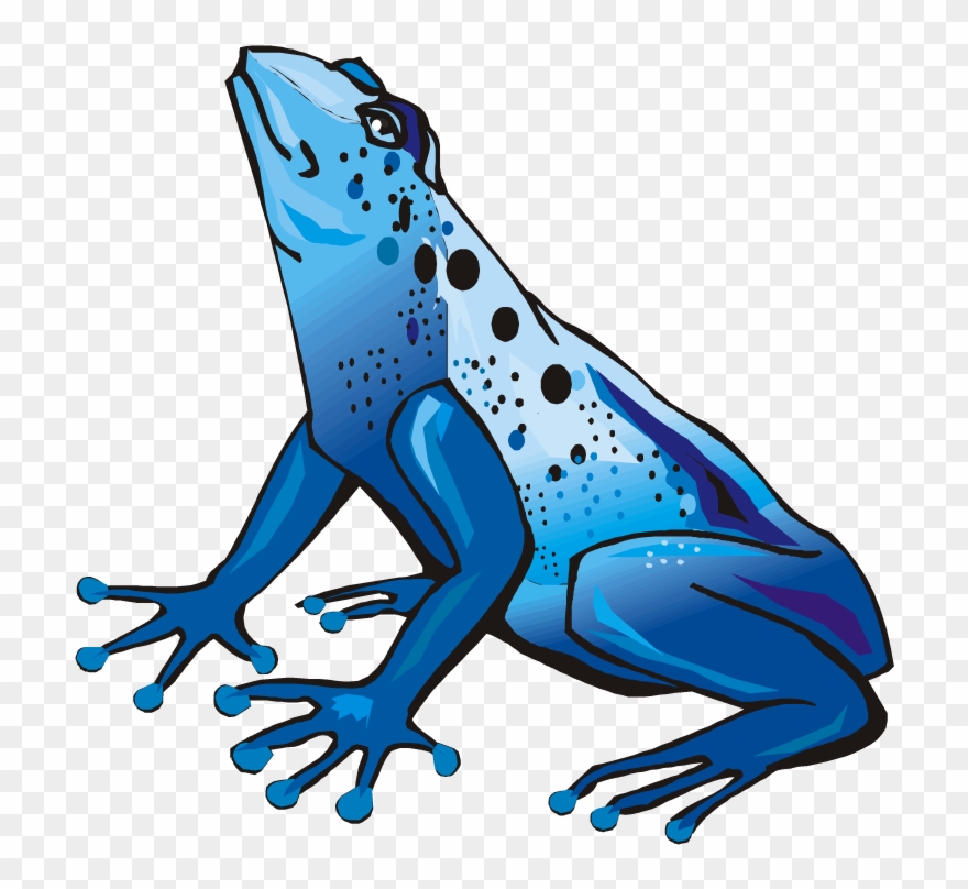 Frog - Poison Dart Frog Clipart - Png Download