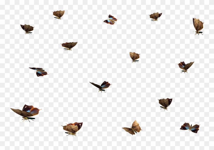 Clipart Till Photoshop - Swarm Of Butterflies Transparent - Png Download