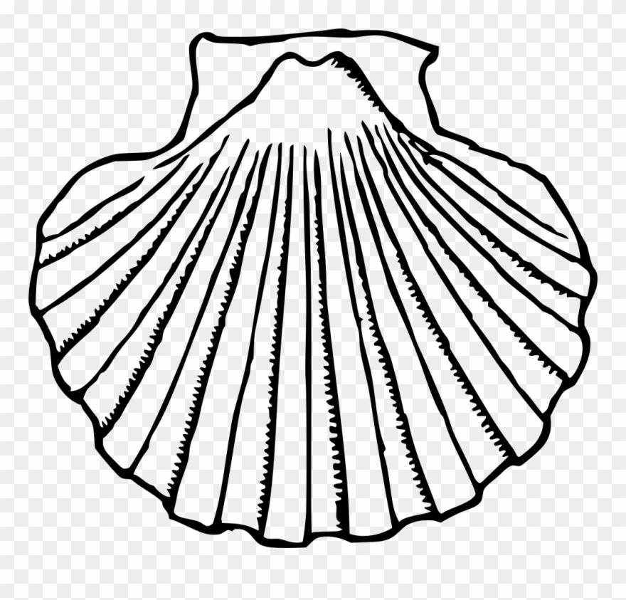 Sea Shell Clipart - Clip Art Black And White Shell - Png Download
