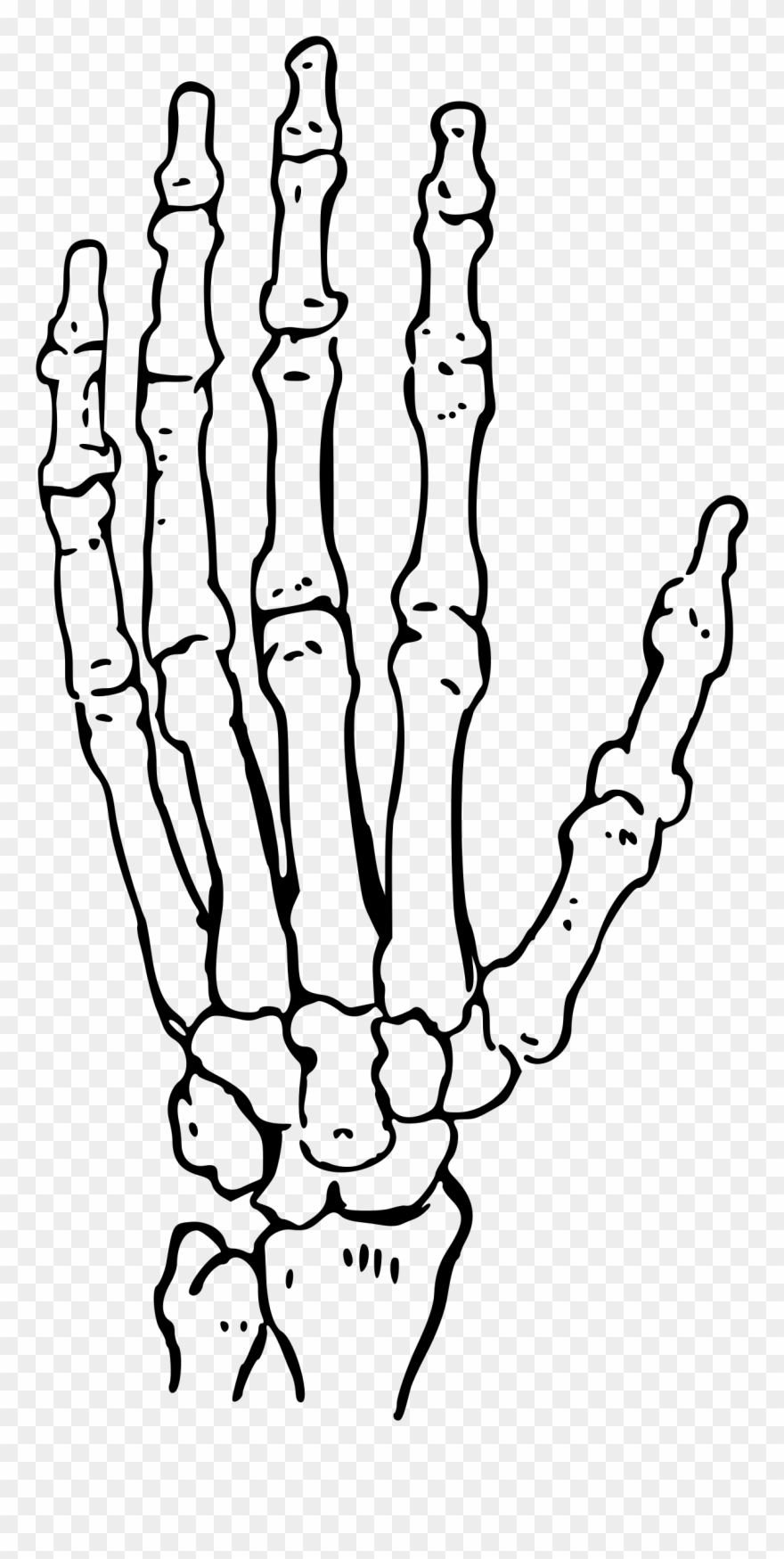 Bones Of The Hand Big Image Png - Black And White Skeleton Hand Clipart
