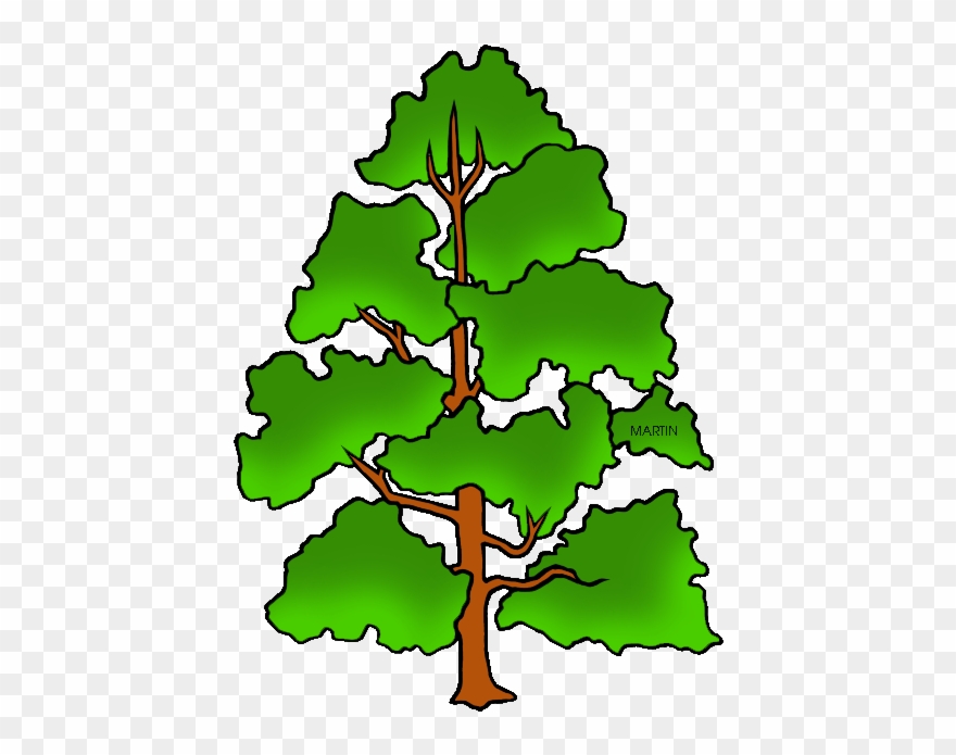 Tennessee State Tree - Draw Indiana State Tree Clipart
