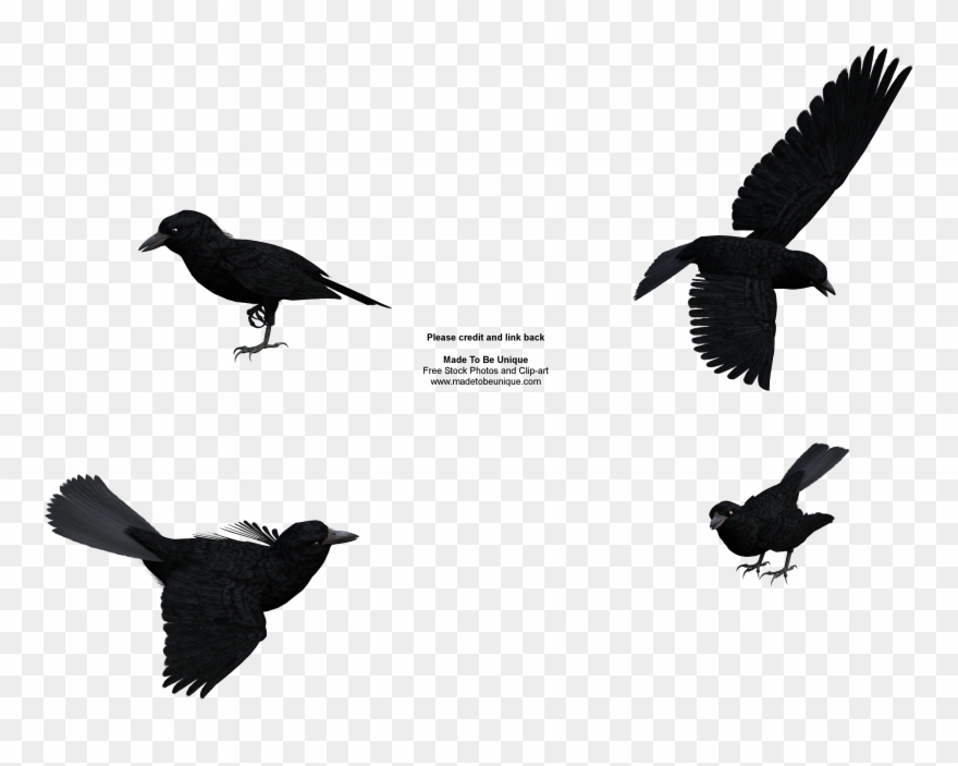 Raven - Clip Art - Png Download