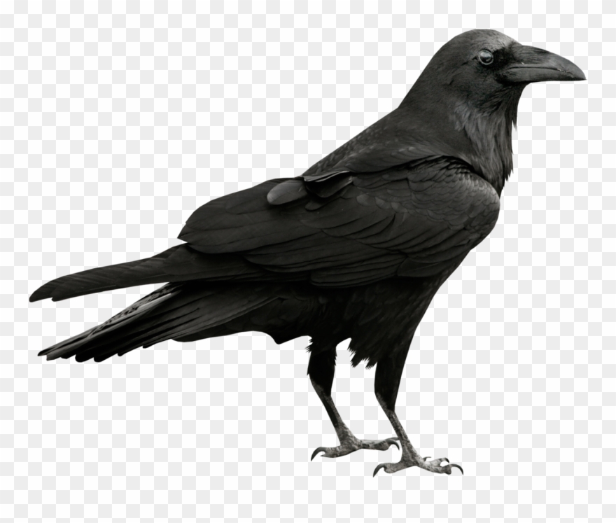 Clip Arts Related To - Raven Png Transparent Png