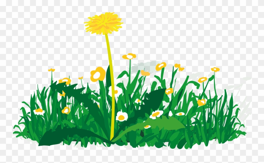 Wiese Loewenzahn - Clip Art - Png Download