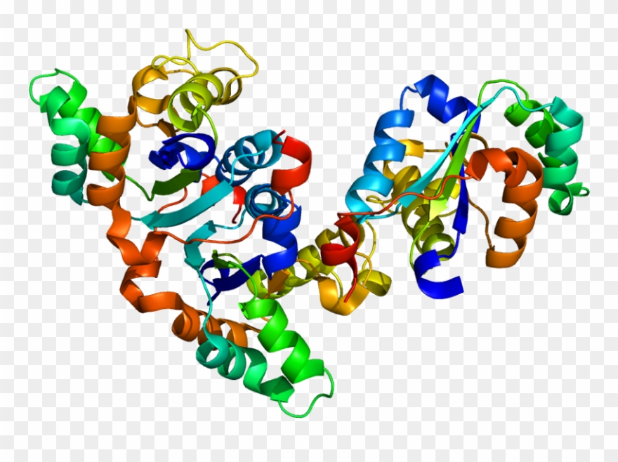 Protein Data Bank Clipart