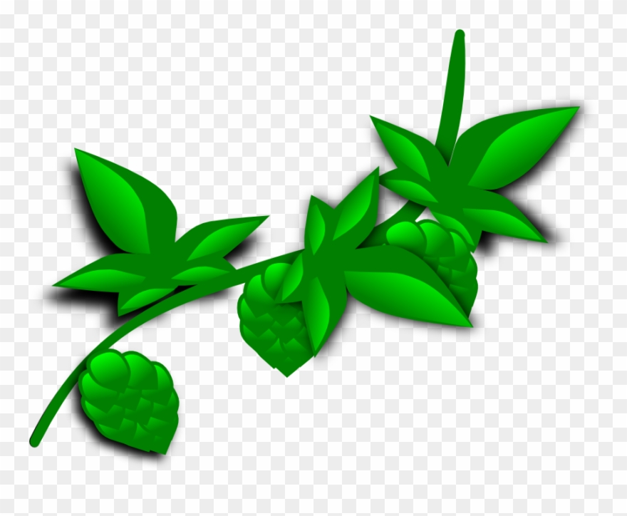 Hopfen Bier Hop Pflanze Hopfen Hopfen Hopf - Coca Plant Clip Art - Png Download