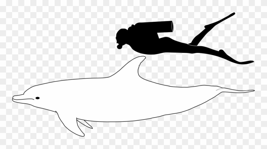Bottlenose Dolphin Size - Bottlenose Dolphin Compared To Human Clipart