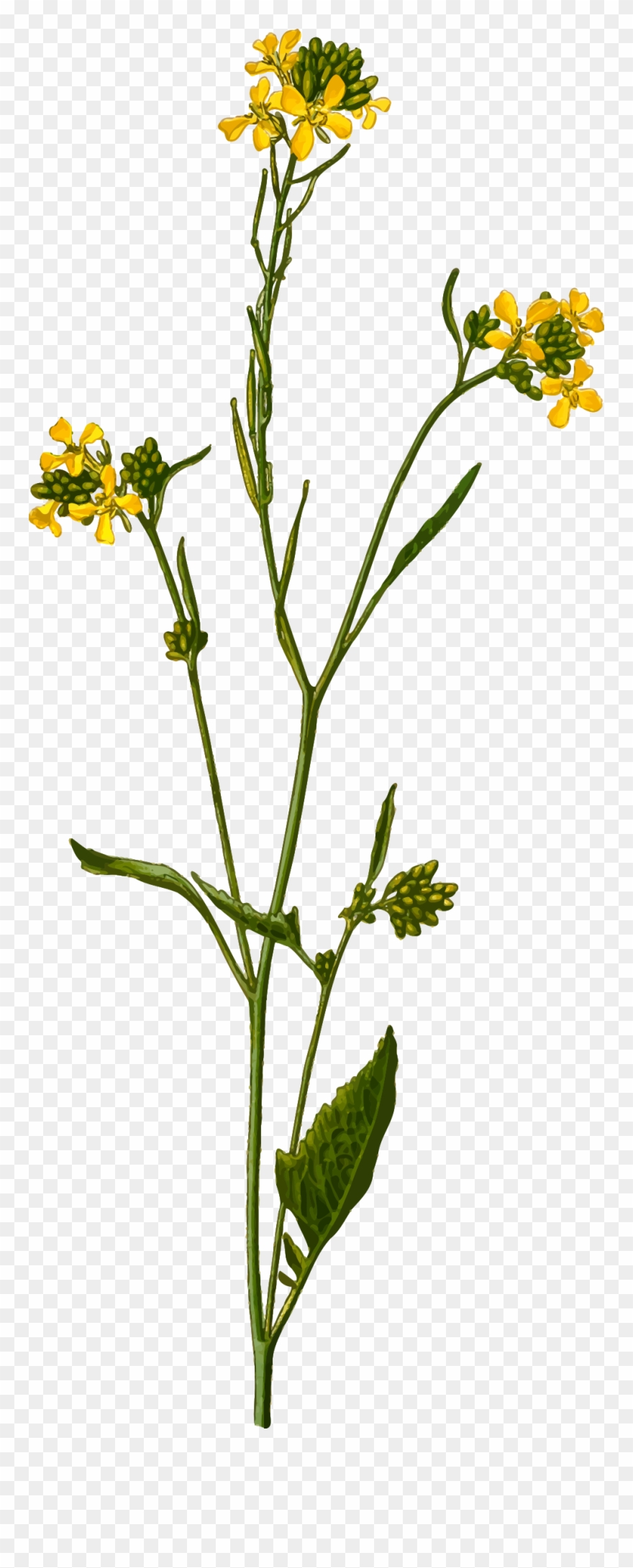 Black Mustard By @firkin, From A Drawing In 'medizinal-pflanzen', - Mustard Seed Plant Drawing Clipart