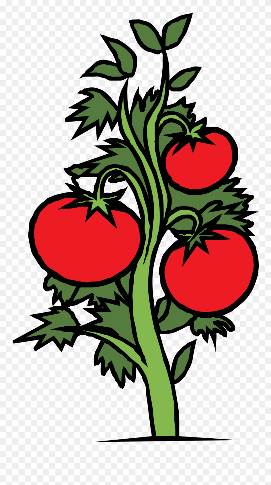 Plants Clipart - Tomato Plant Clipart - Png Download