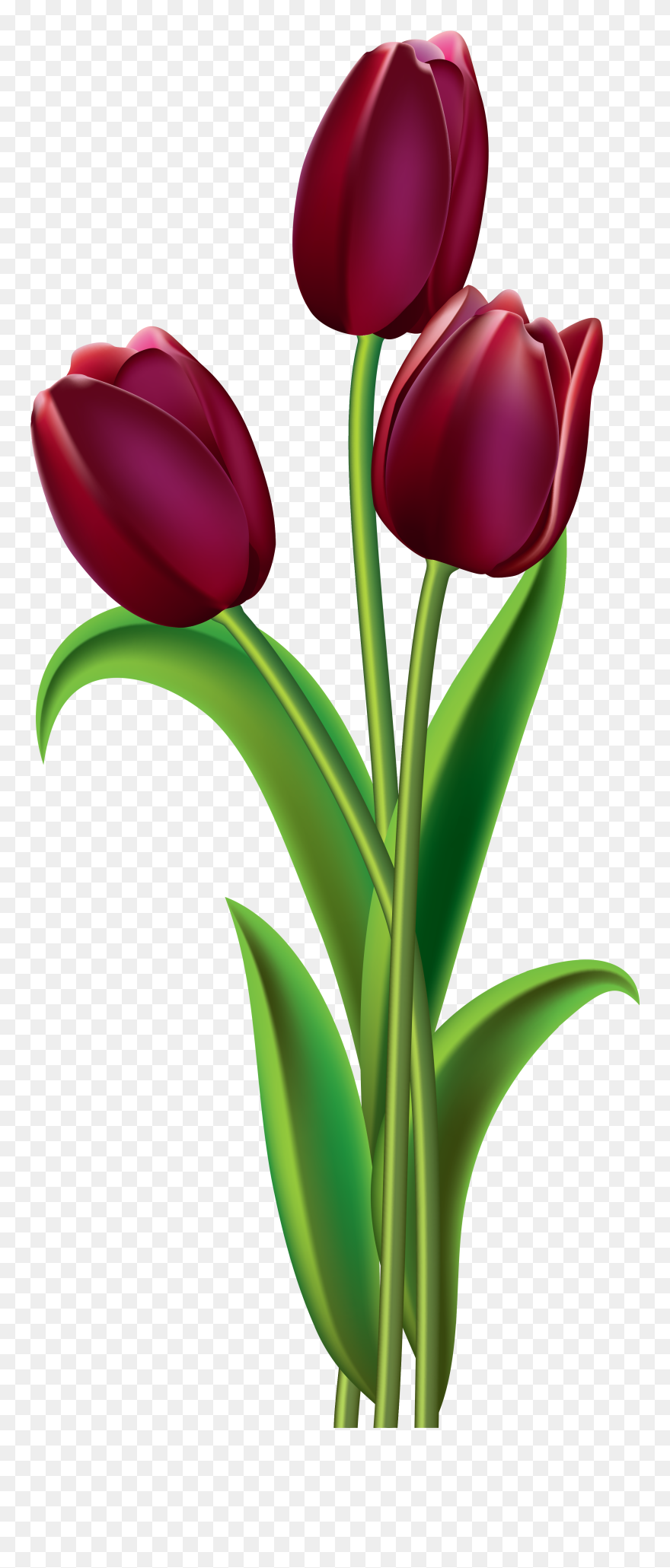 Фото, Автор Soloveika На Яндекс - Transparent Tulips Clipart