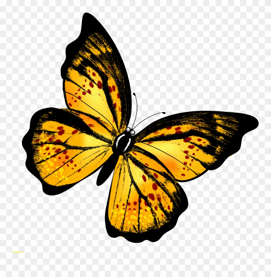 Monarch Butterfly Clipart Hindu God - Per Aspera Ad Astra [book] - Png Download