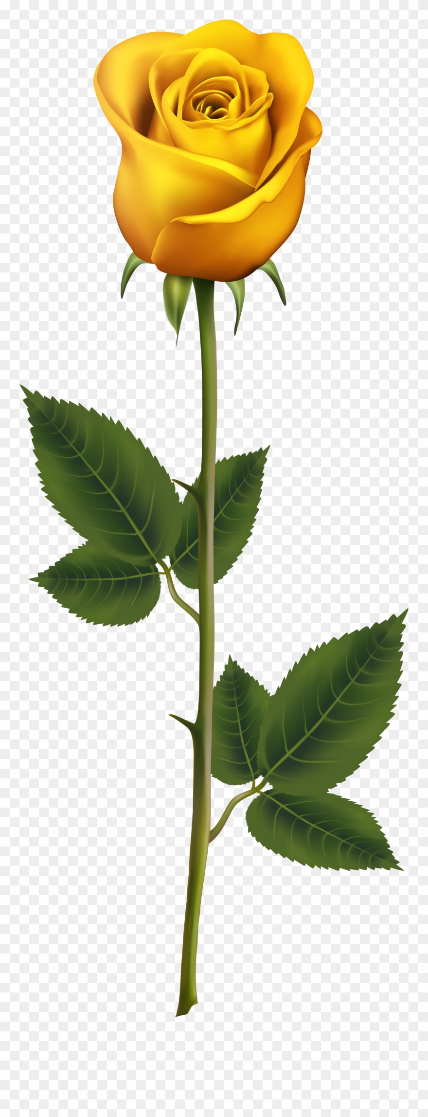 Yellow Rose With Stem Clipart