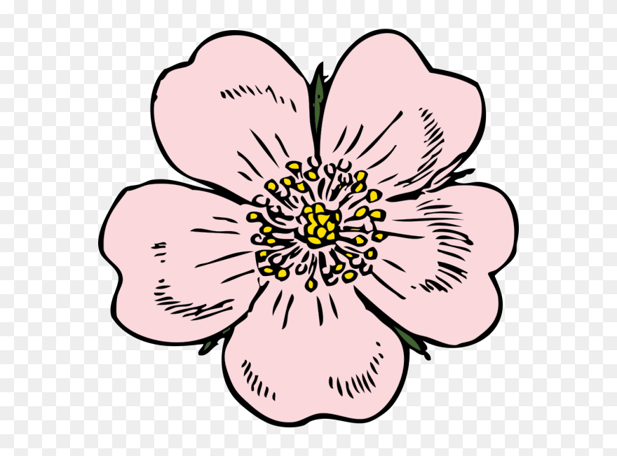 Wild Rose Clip Art - Png Download