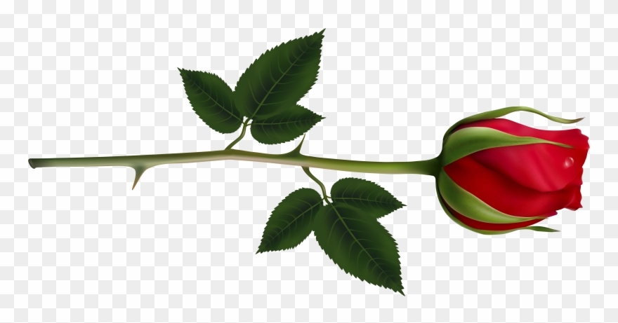 Rose Clipart Images And Pictures Download - Red Rose Bud Png Transparent Png
