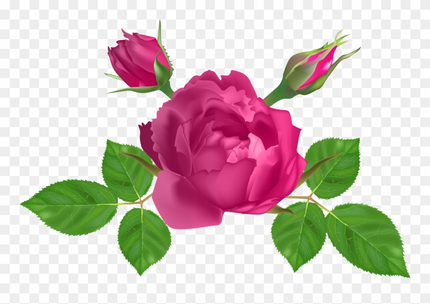 Garden Roses Clipart