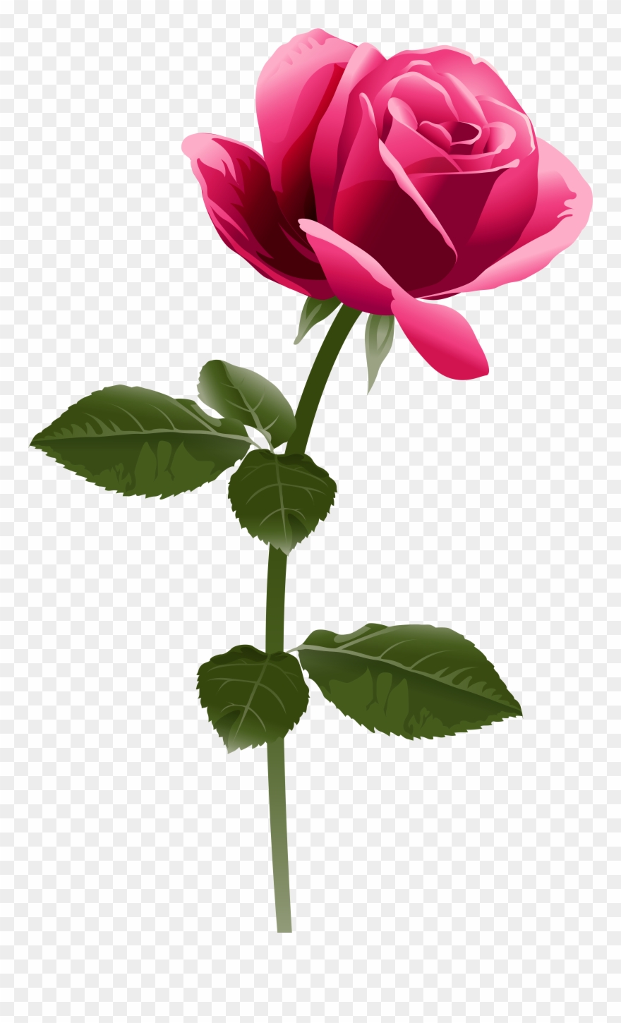 Pink Rose Png Clip Art Image - Pink Rose Png Hd Transparent Png