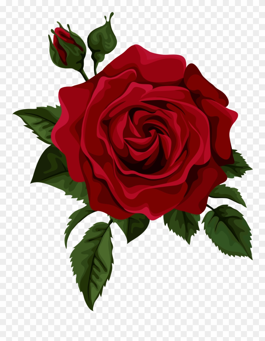 Roses Red Rose With Bud Transparent Clip Art Picture - Red Rose Vector - Png Download