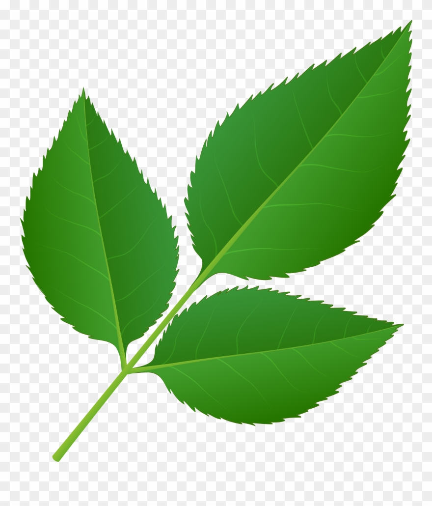 Leaves Of Rose Stem Transparent Png Clip Art Imageu200b