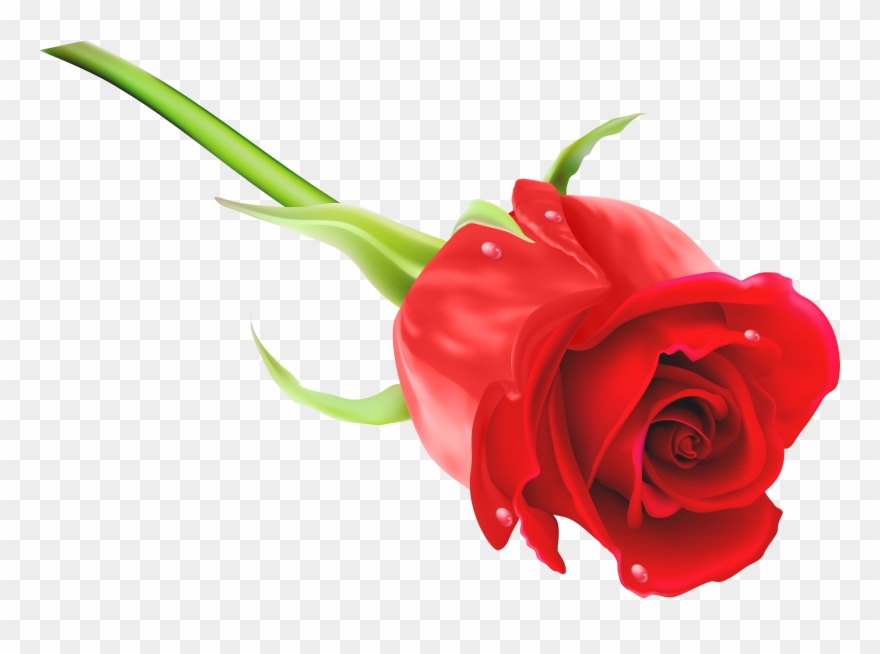 Red Rose Png Clip Art Imageu200b Gallery Yopriceville - Blue Rose Images Hd Transparent Png