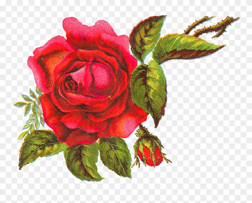 Stunningly Beautiful, Free Digital Red Rose Clip Art - Rose - Png Download