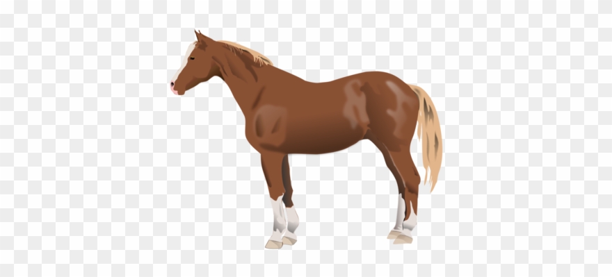 Appaloosa American Paint Horse American Quarter Horse - Qui Suis Je Animaux Clipart