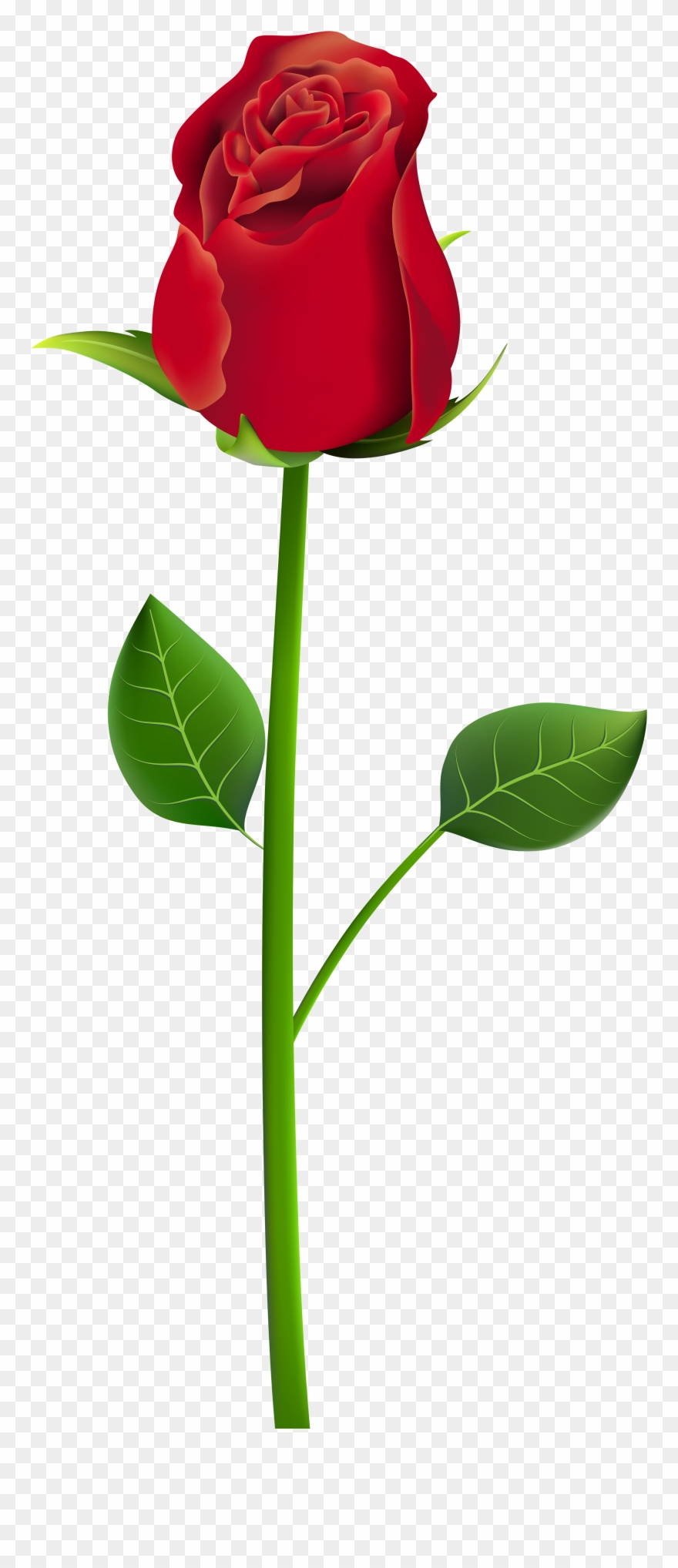 Rose Png Clip Art Transparent Image - Rose Png For Picsart